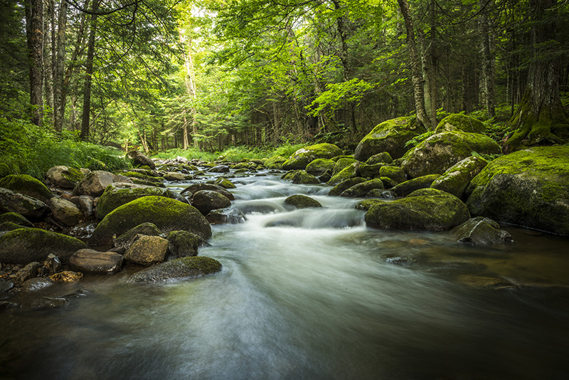 forest scene with a small babbling brook